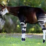 Những loài động vật kỳ lạ có thật ngỡ như nhân tạo