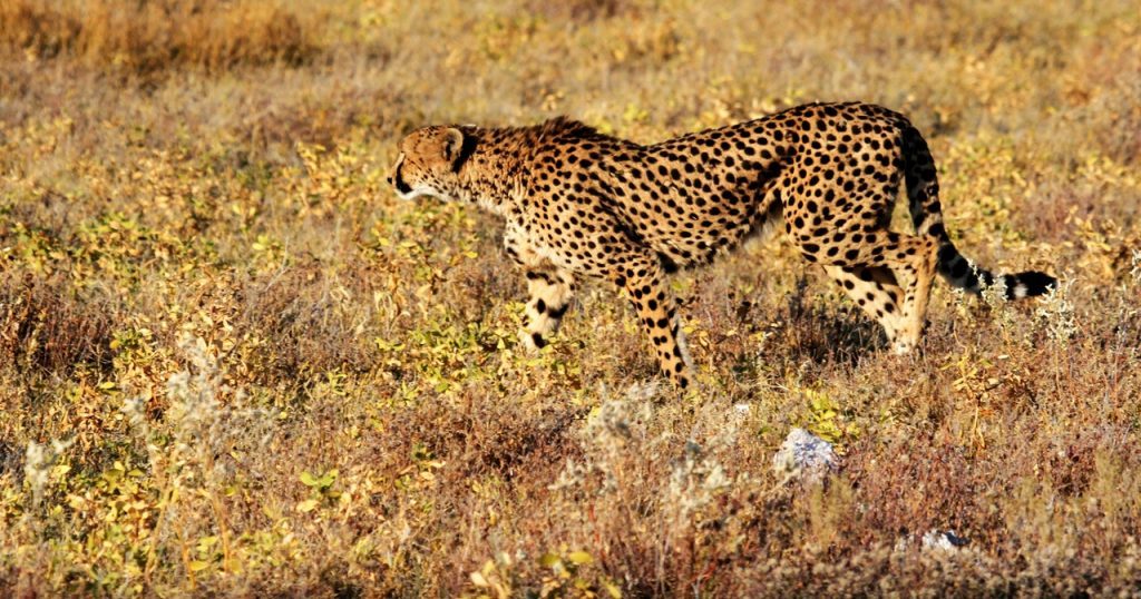 Tại Sao Báo Cheetah Có Đốm Trên Lông?