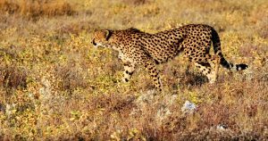Tại sao báo cheetah có đốm trên lông?