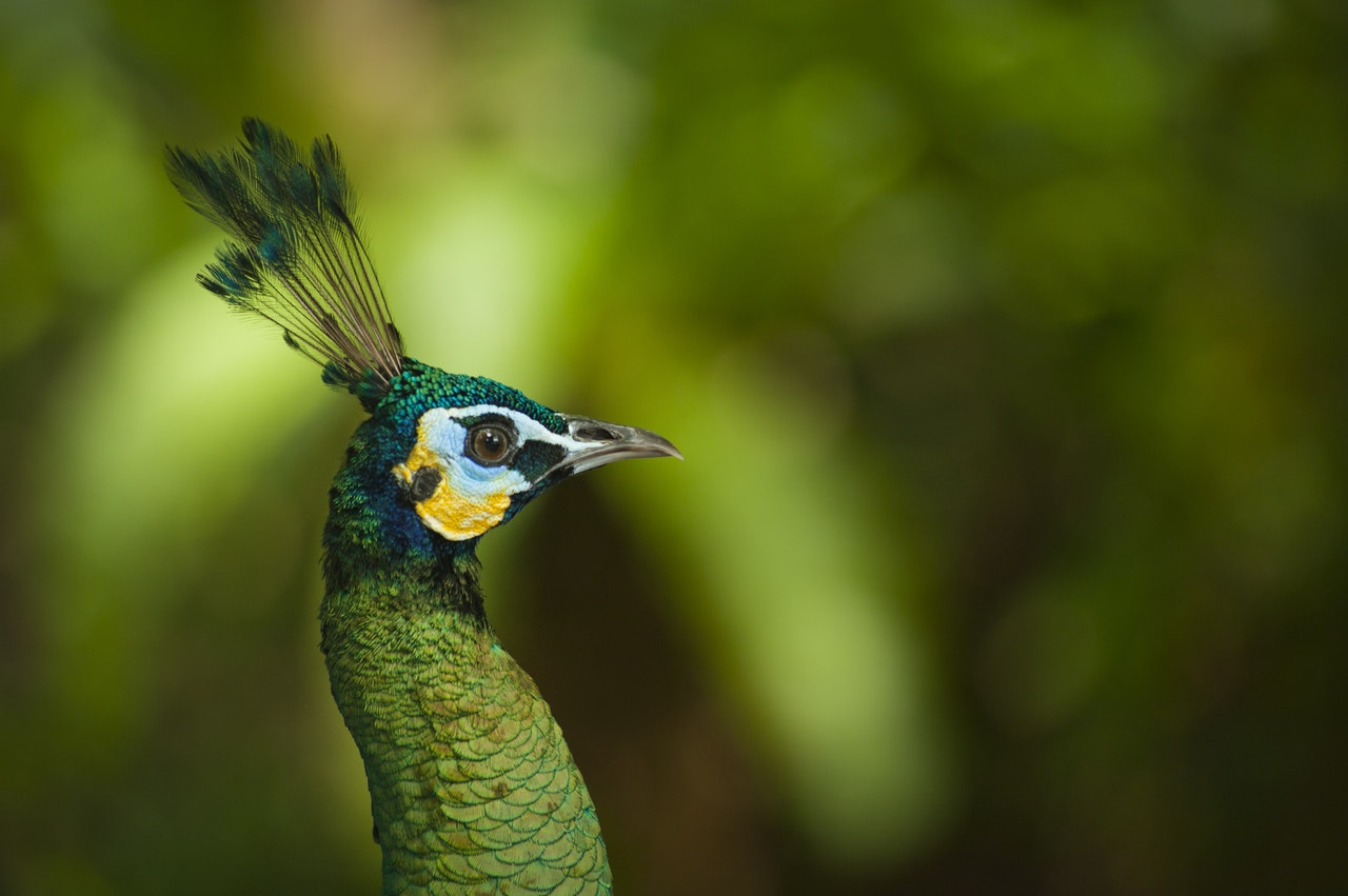 Chim công - Chim đực và chim mái có gì khác nhau?