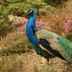 Chim Công - Đặc Điểm, Nơi Sống, Giao Phối Và Sinh Sản