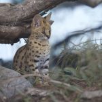 Vẻ đẹp của Linh miêu đồng cỏ châu Phi