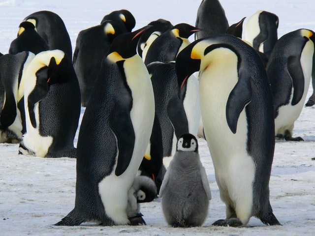 Ngày quốc tế chim cánh cụt