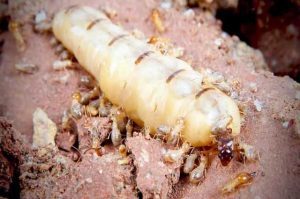 11 loài vật sống lâu nhất hành tinh