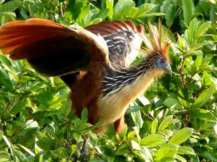 Gà móng hoang dã Hoatzin - Stinkbird