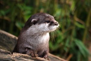 Rái Cá – Otter