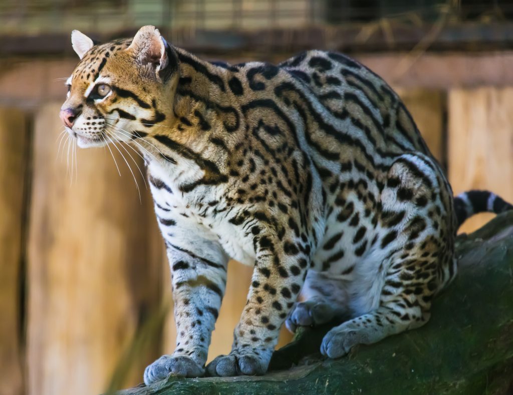 Mèo g?m Ocelot
