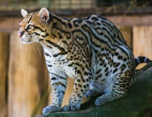 Mèo g?m Ocelot