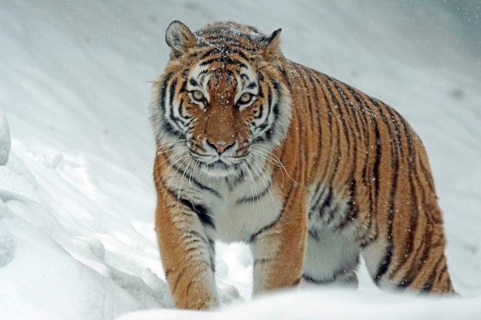 Loài hổ ở Siberia