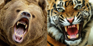 So sánh sức mạnh giữa gấu xám và hổ siberi