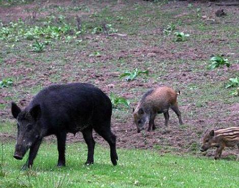 Lợn rừng đi ăn