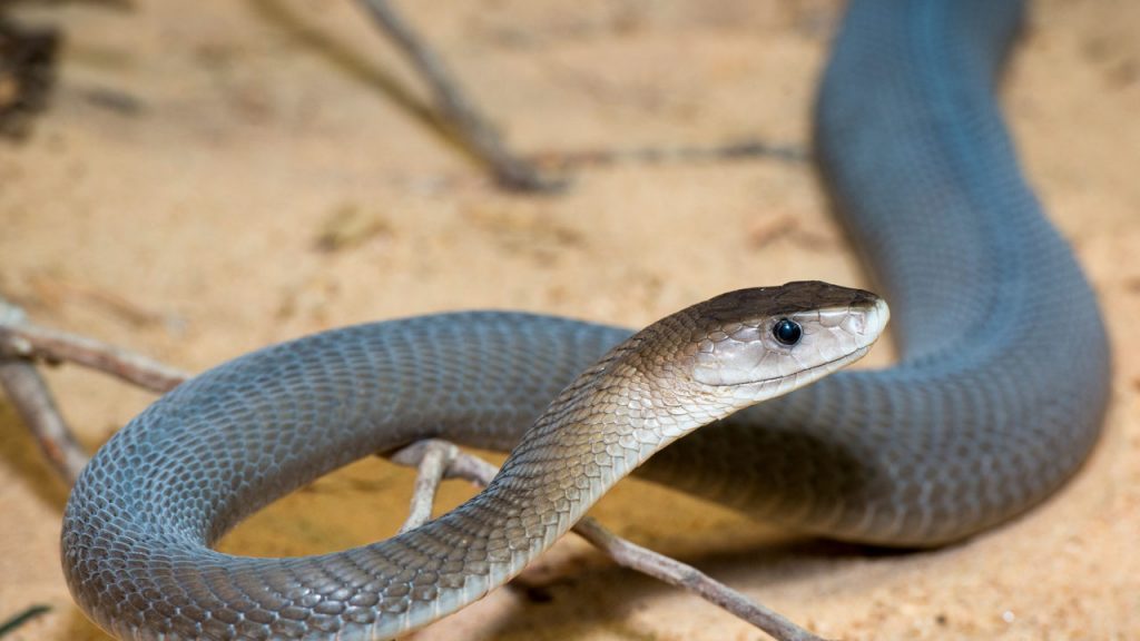 Rắn Mamba Đen (Black Mamba)