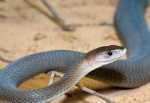 Rắn Mamba Đen – Black Mamba Rắn mamba den - Black Mamba