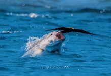 Cá Vẩu Săn Mồi Từ Dưới Mặt Nước Pha s?n m?i c?a cá v?u