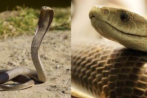 Rắn Mamba Đen vs Hổ Mang Chúa – Loài Nào Nguy Hiểm Hơn?