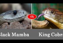 So sánh sức mạnh giữa Rắn Mamba Đen và Hổ Mang Chúa So sánh sức mạnh giữa rắn mamba đen và hổ mang chúa