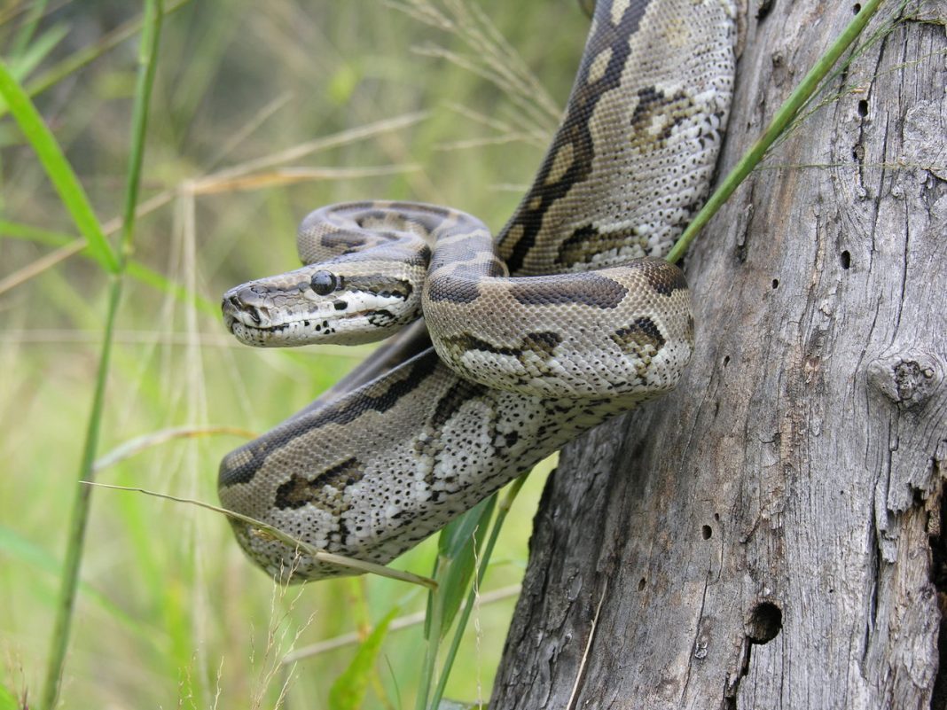 Tr?n - Python