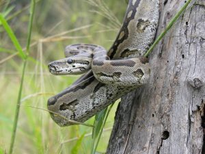 Tr?n - Python
