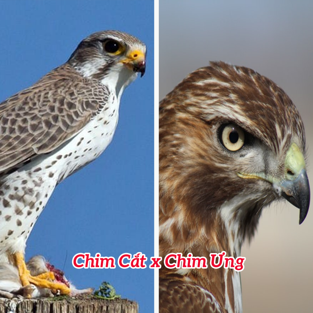 Chim ưng và chim cắt, so sánh sự khác biệt - traichomeo.com