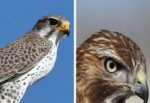 Chim ưng và chim cắt, so sánh sự khác biệt Chim ưng và chim cắt
