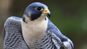 Chim Cắt – Falcon