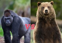 So sánh Khỉ Đột và Gấu Xám Khỉ đột và gấu xám