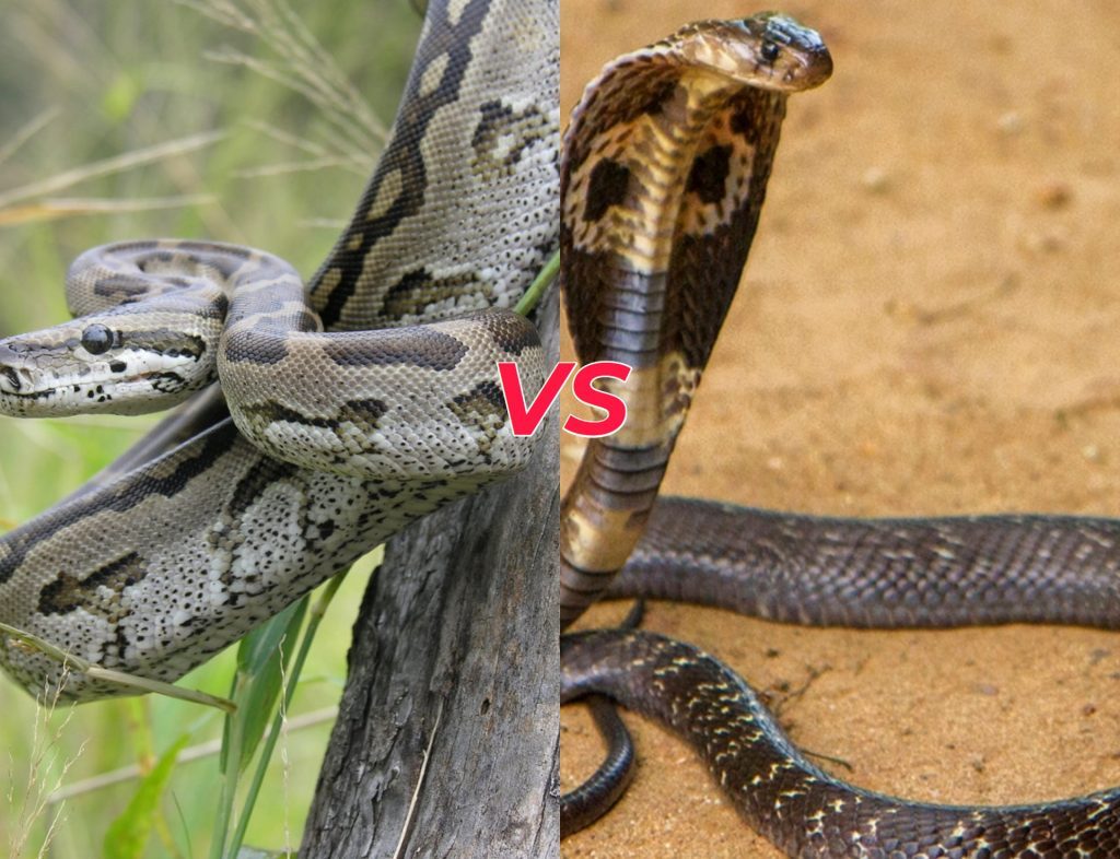 Sự khác biệt giữa Trăn và Hổ Mang Chúa