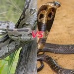 Sự khác biệt giữa Trăn và Hổ Mang Chúa