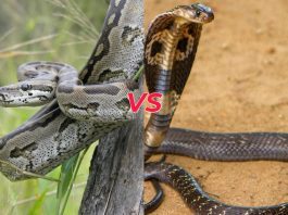 Tr?n và H? Mang Chúa