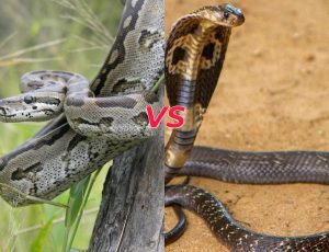 Sự khác biệt giữa Trăn và Hổ Mang Chúa