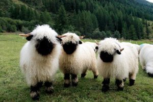 C?u m?i ?en Valais