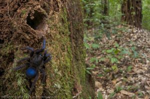 Nhện Tarantula Xanh Coban