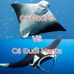 Phân biệt cá đuối Manta và cá đuối ó