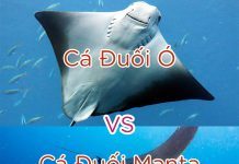 Phân biệt cá đuối Manta và cá đuối ó Phân bi?t cá ?u?i manta và cá ?u?i ó