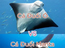 Phân biệt cá đuối Manta và cá đuối ó Phân bi?t cá ?u?i manta và cá ?u?i ó
