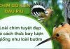 Những điều thú vị về loài chim gõ kiến đầu rìu tuyệt đẹp Chim gõ ki?n ??u rìu