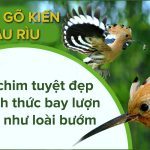 Chim Gõ Kiến Đầu Rìu (Hoopoe) - Loài Chim Có Mào Lạ Nhất Thế Giới