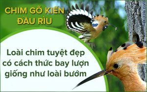 Chim Gõ Kiến Đầu Rìu