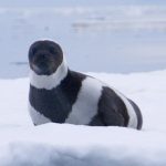 Hải cẩu ruy băng hiếm gặp với bộ lông bắt mắt