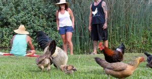 Hàng nghìn con gà hoang sống trên hòn đảo ở Mỹ