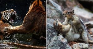 Những khoảnh khắc đẹp khi động vật giao chiến