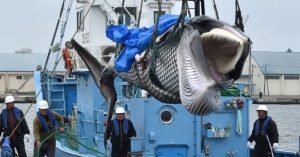 Quá trình giết cá voi gây sốc ở Nhật Bản