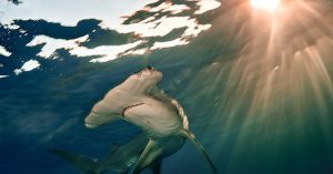 Quần thể cá mập, cá đuối giảm 70% trong nửa thế kỷ