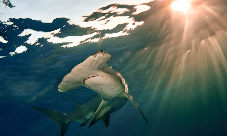 Cá mập đầu búa lớn hiện được phân loại cực kỳ nguy cấp. Ảnh: Brian Skerry.