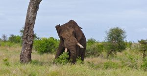 Voi nổi điên giết chết hai nông dân