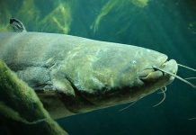 Loài cá khổng lồ đe dọa hệ sinh thái châu Âu