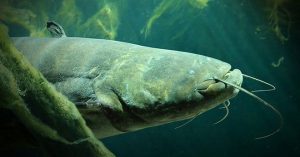 Loài cá khổng lồ đe dọa hệ sinh thái châu Âu