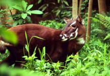 Top 10 loài động vật kỳ lạ được phát hiện ở Việt Nam