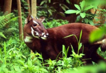 Top 10 loài động vật kỳ lạ được phát hiện ở Việt Nam