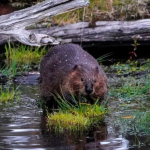 Mất Internet do hải ly cắn cáp quang